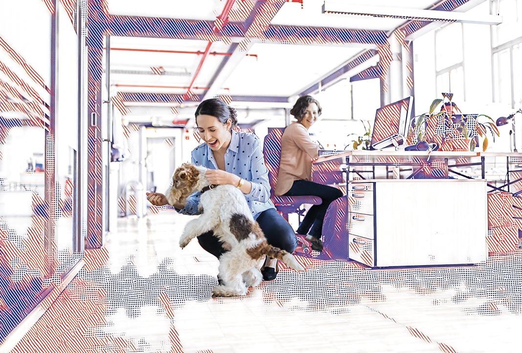Woman in office environment playing with a dog